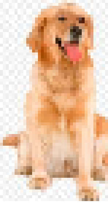 [6ee420] dog