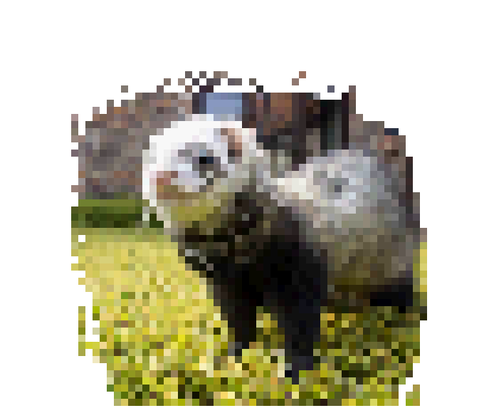 [56380d] ferret