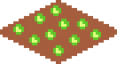 [022367] Lettuce_S2