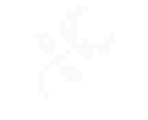 [1d5b6d] flower white