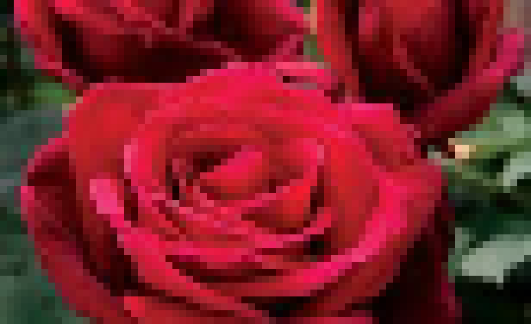[c1b332] Rose