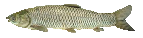 [089e3c] thefish