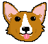 [9664c4] corgi