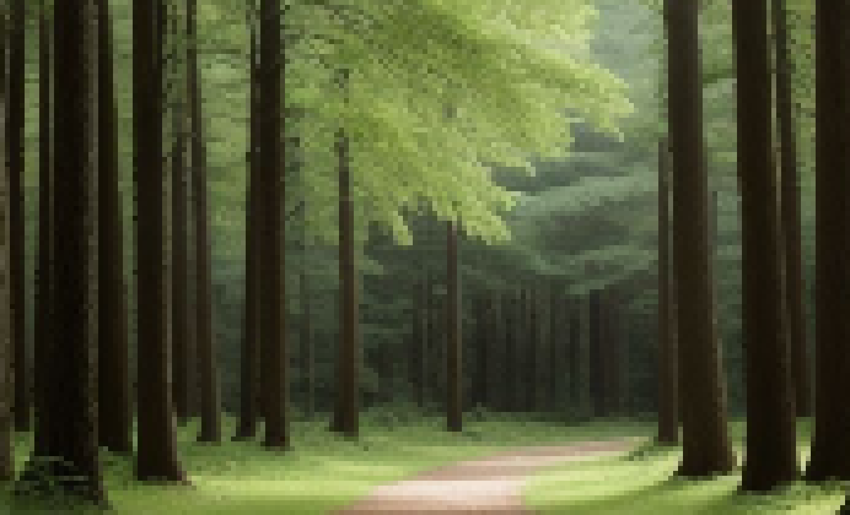 [3b91a1] forest