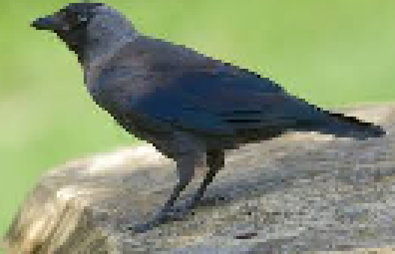 [94e030] Jackdaw the spirit bird