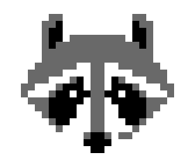 raccoon