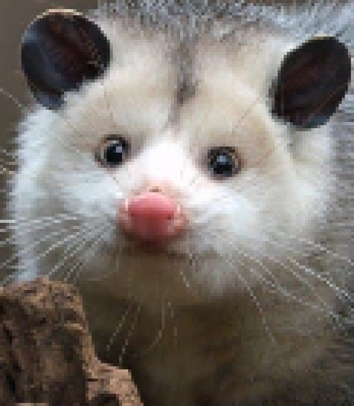 [8048ed] how many images of random ass possums can i post here just because i can