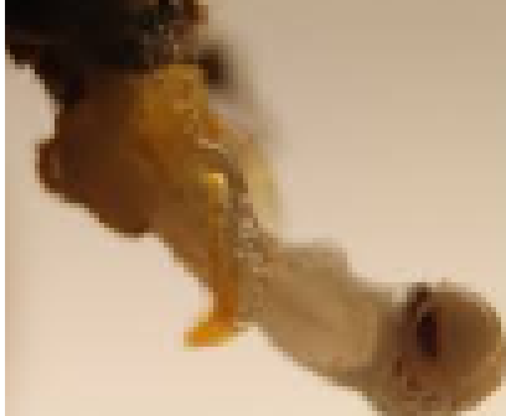 [503fd5] The Bee Movie