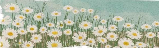 [d71e82] flowers