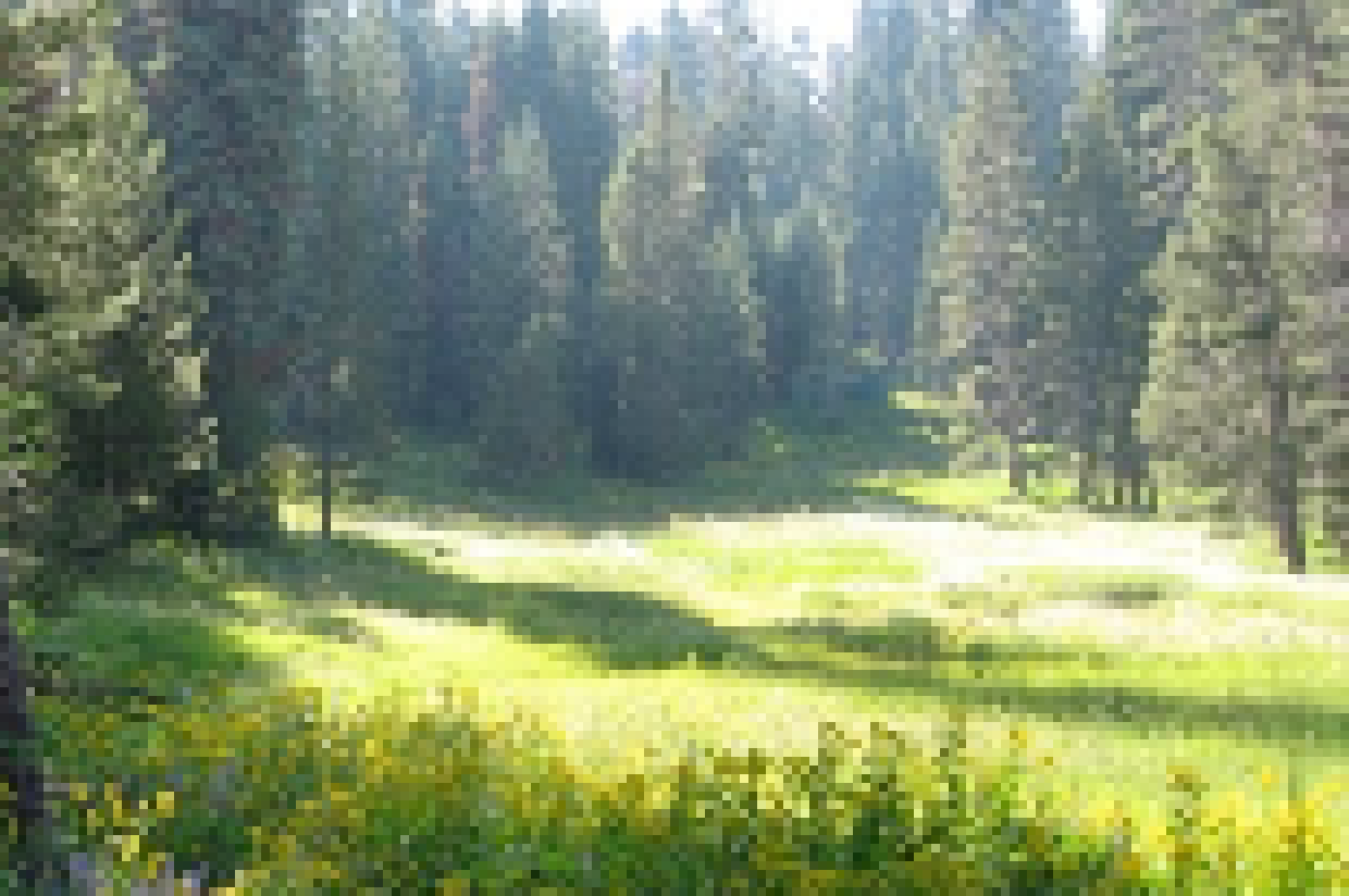 [25dd96] forrest