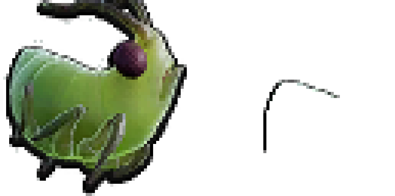 aphid