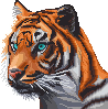 [564952] animal_nhung_8