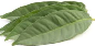 [dcb416] daun salam