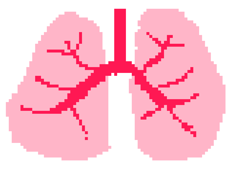 [570043] lungs