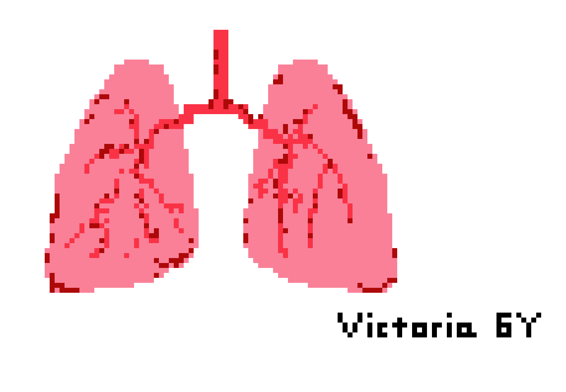 [2b4978] Lungs