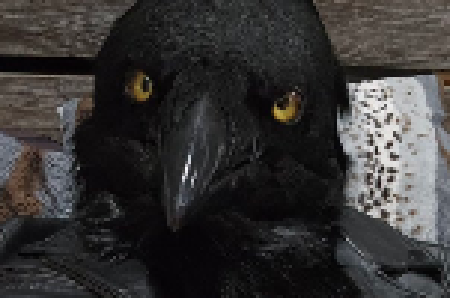 [5c9e85] the crow