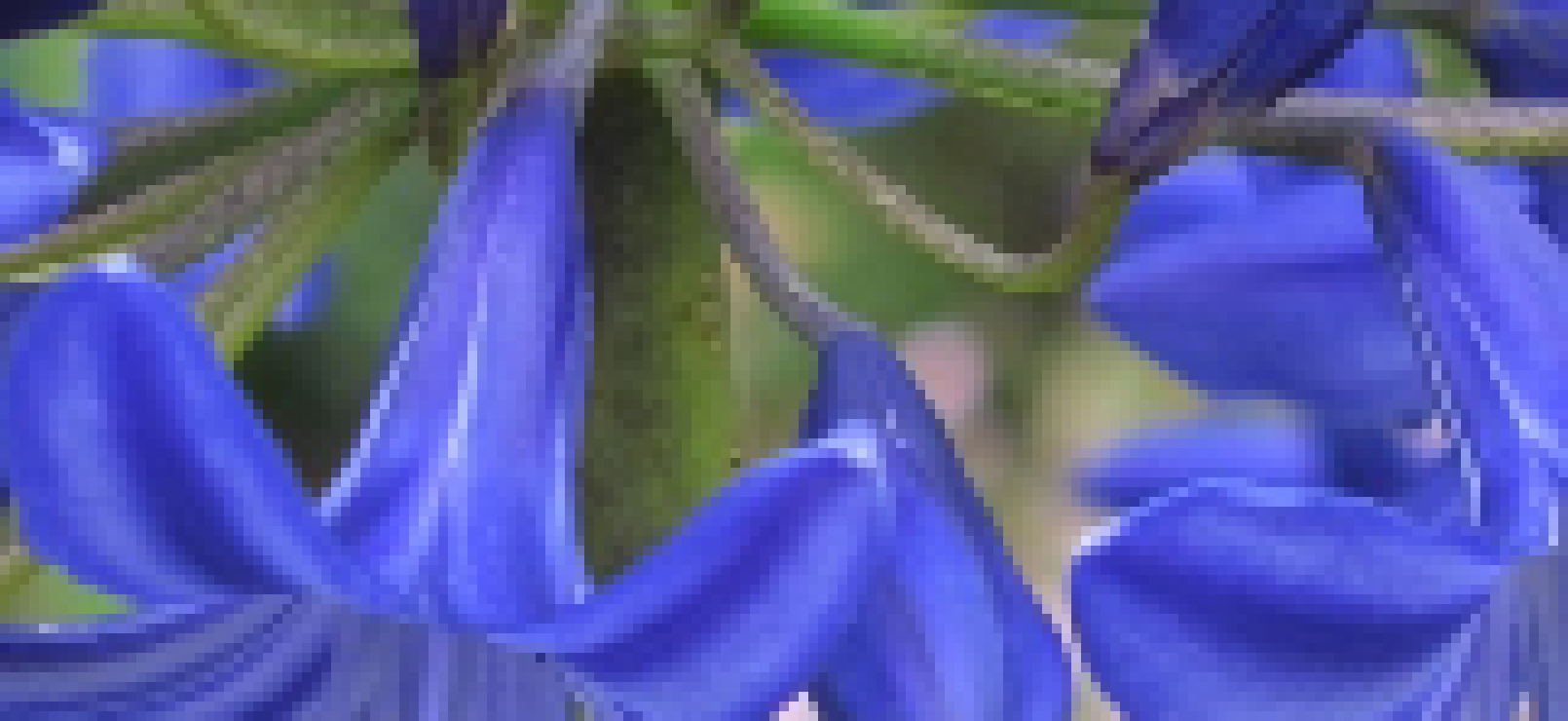 [493a68] flower!