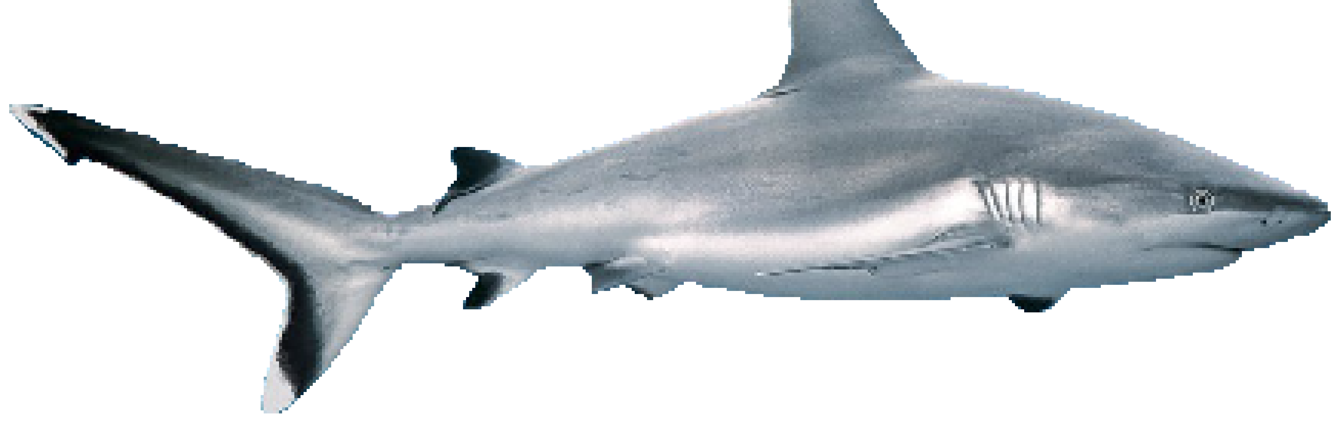 [aa126b] Shark