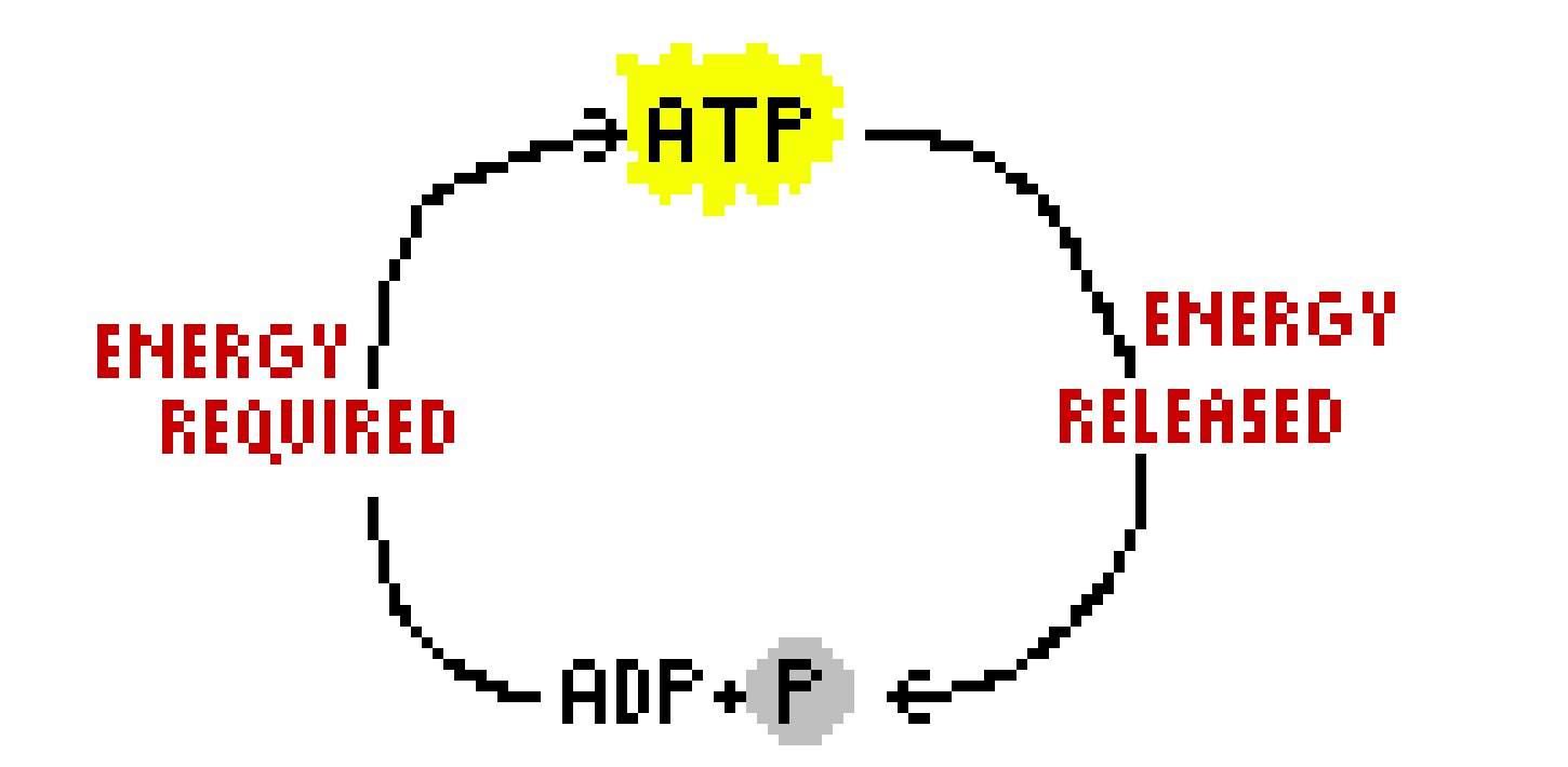 [16d03b] bio atp