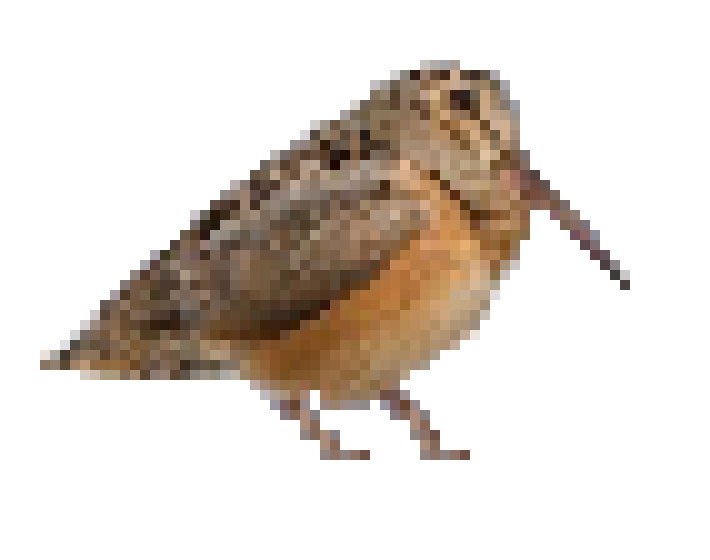 [6ed3ca] bird