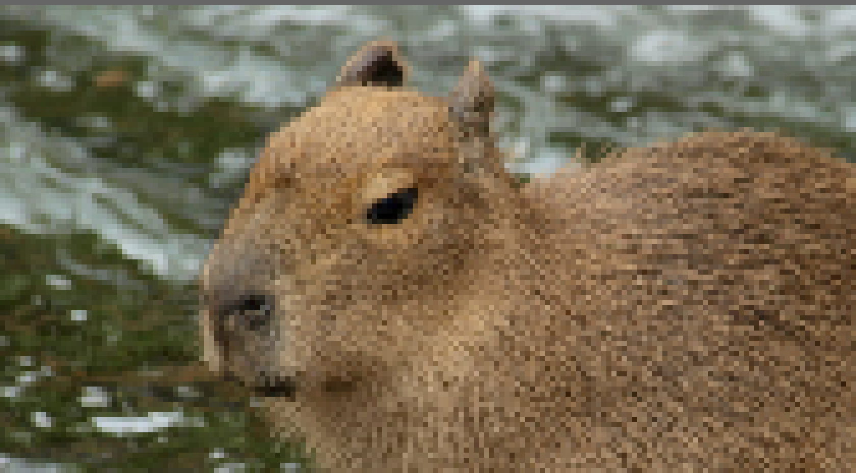 [e0624b] U need 2 eat carpet -A Wild Capybara