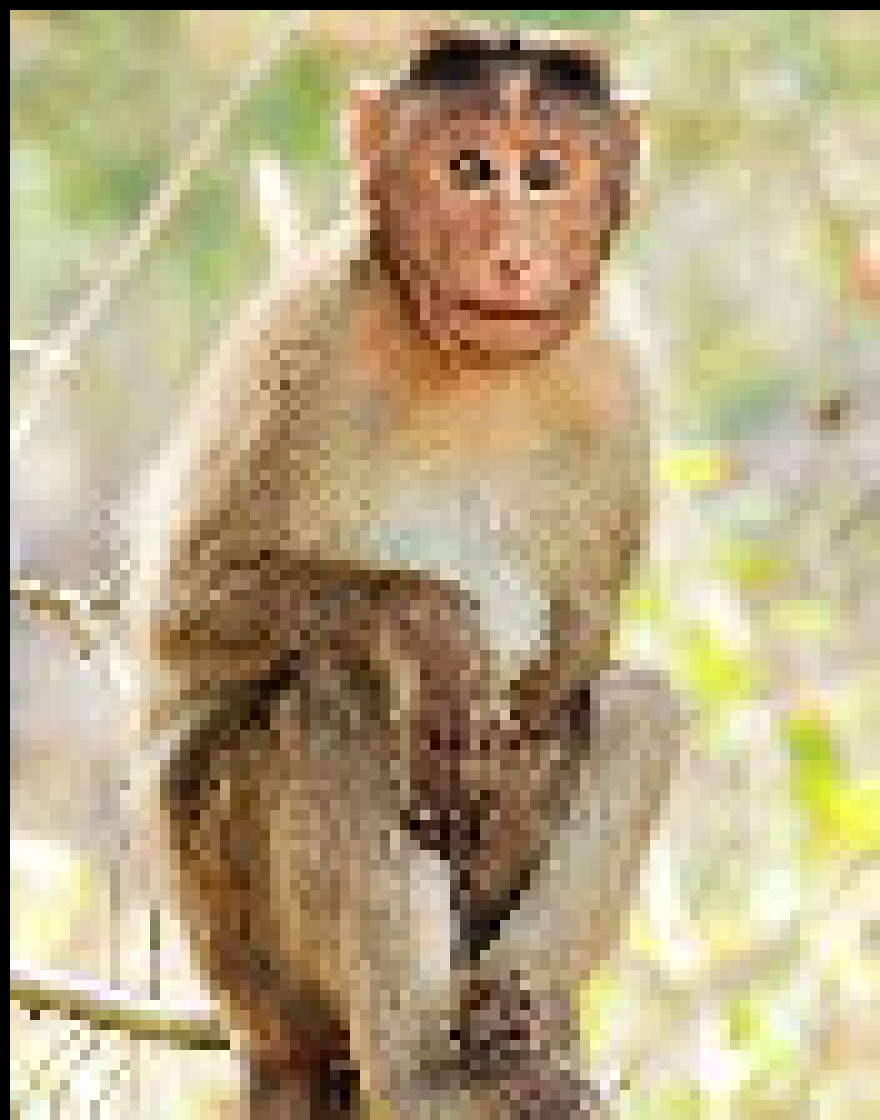 [30aad9] monkey