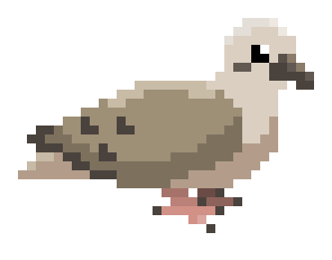 Pigeon