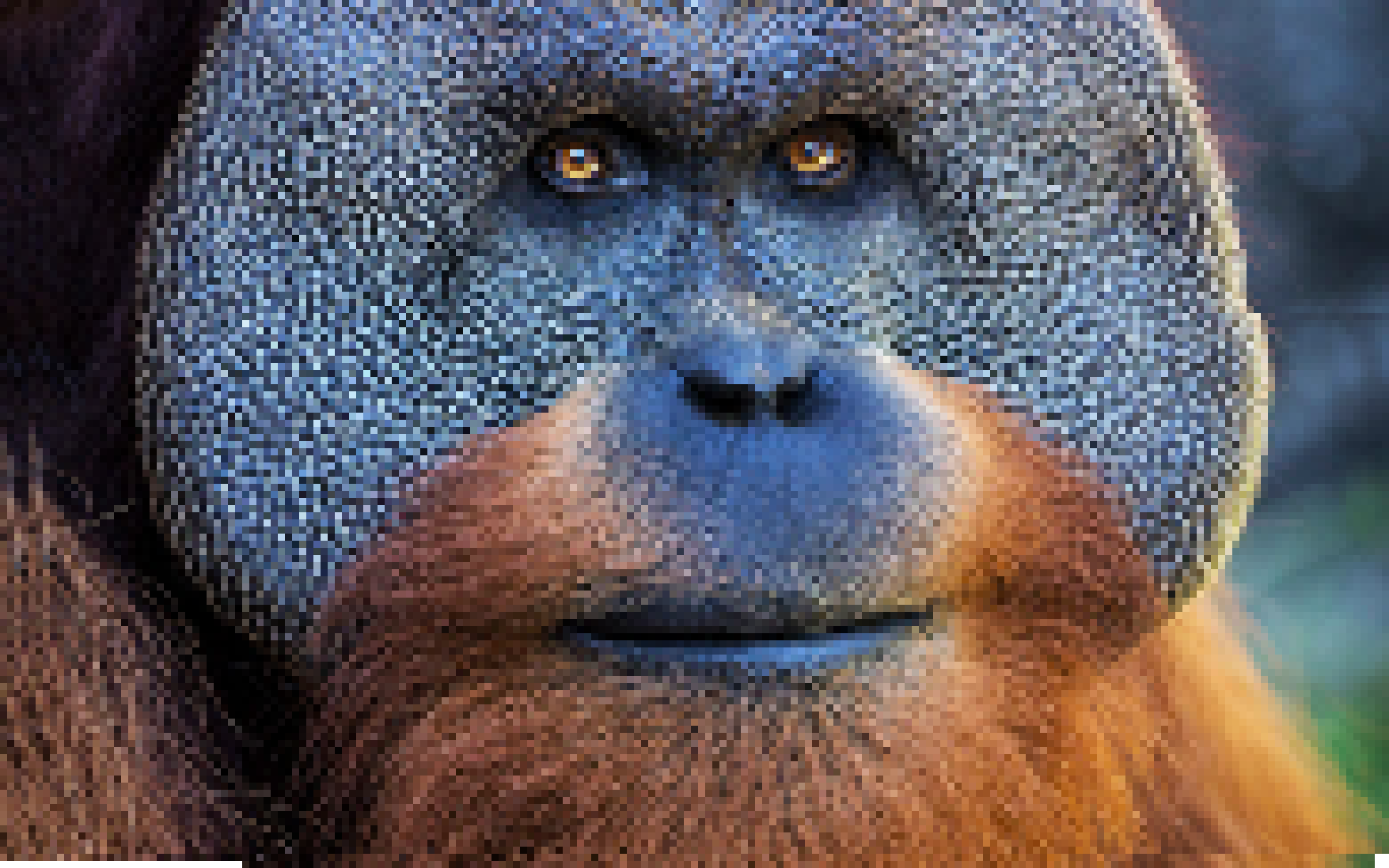 [30aad9] big orangutan 