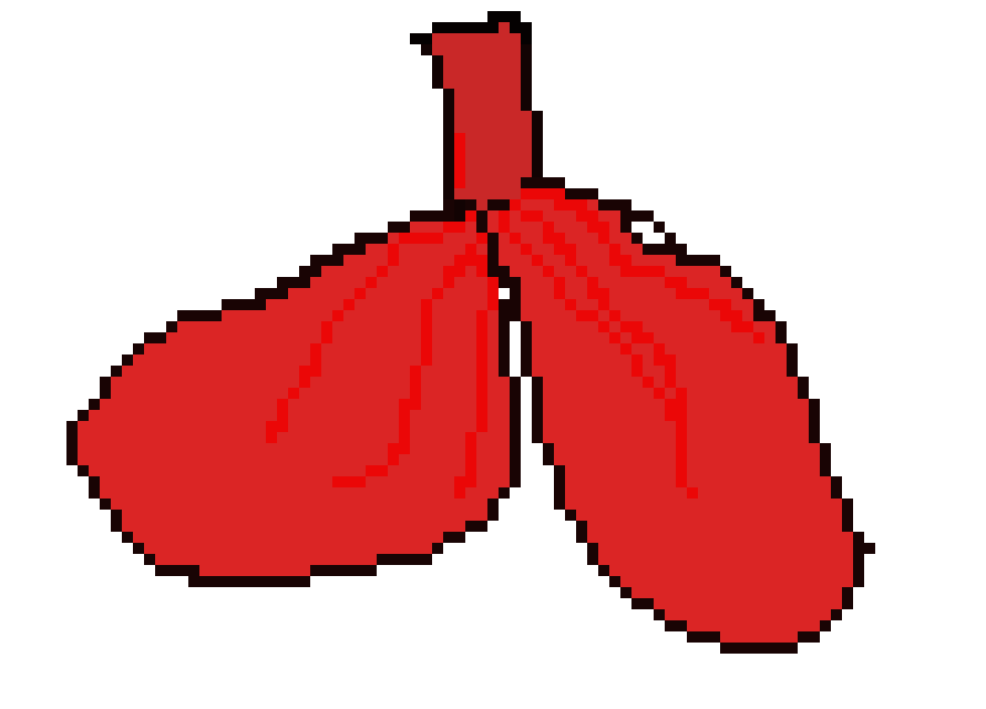 [570043] Lungs