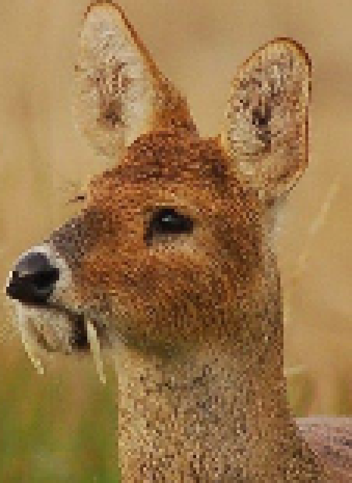 In other news, I've become fascinated by the "Water Deer", also known as the "Vampire Deer", for the fact it has retractable fangs rather than antlers.