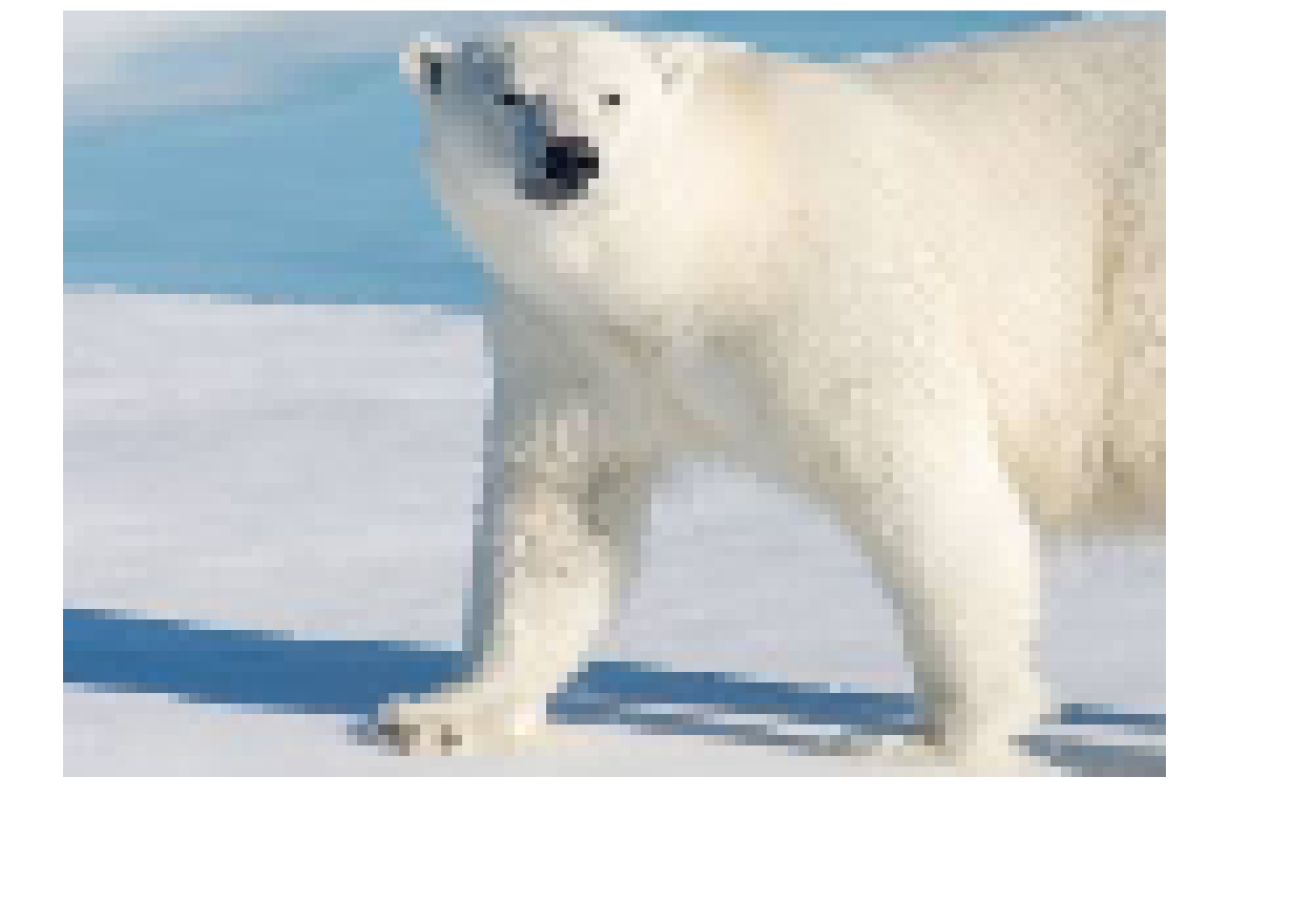 [6ee420] polar bear