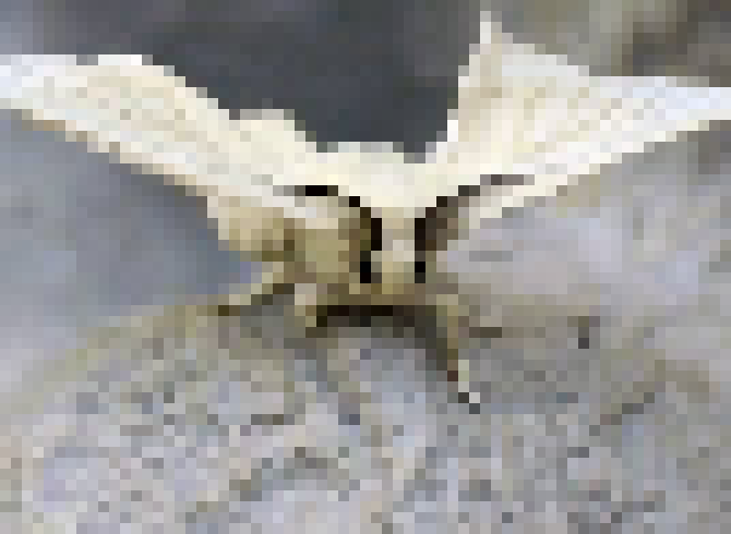 [629a0e] Silk moth