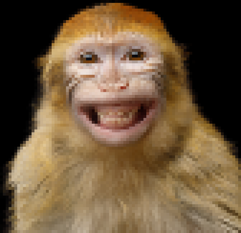 [87822f] Monkey