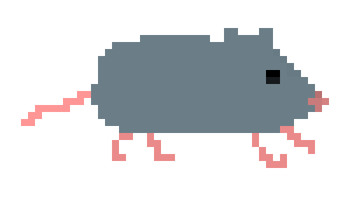 Rat