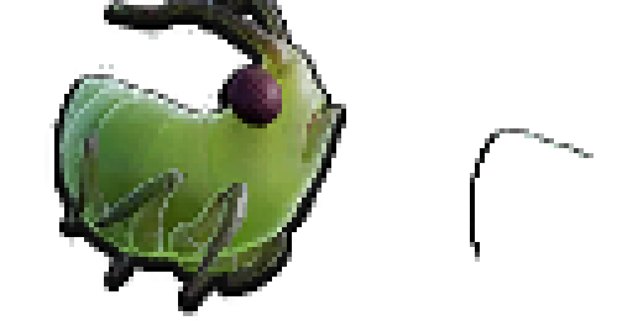 aphid