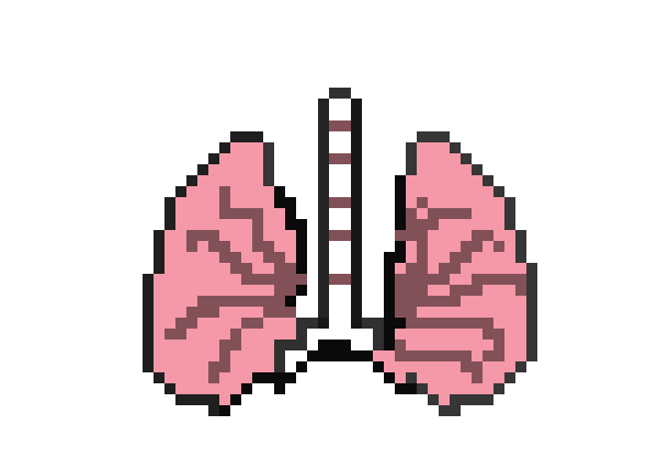 [2b4978] lungs