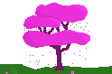 [ae0ba6] cherry blossom