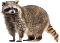 [fdf7ef] Raccoon 