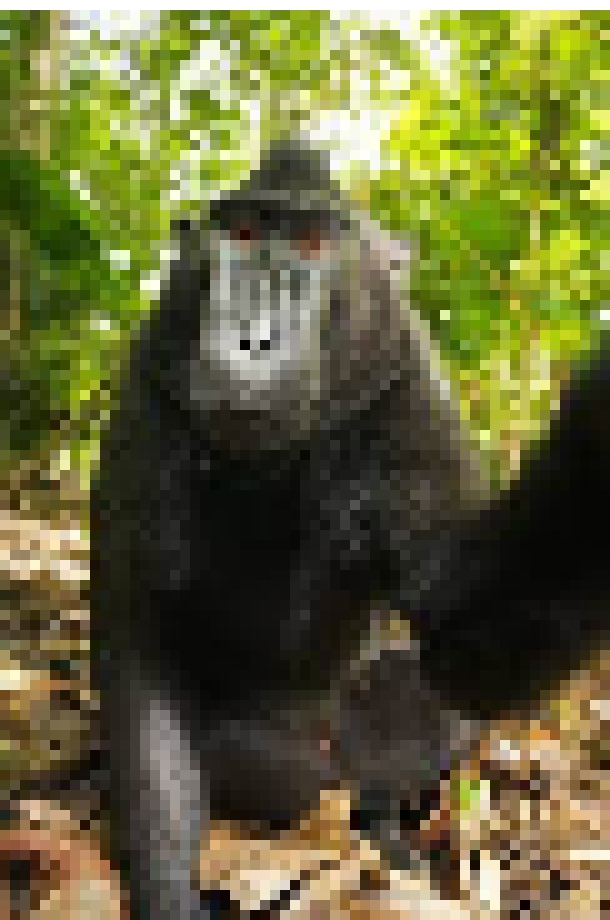 [30aad9] Monkey man