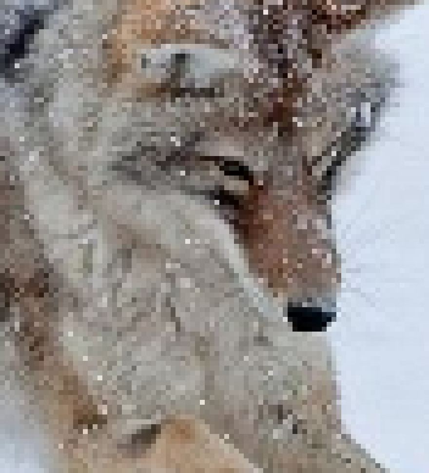 [f4a1f0] coyote