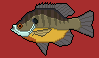 [11f564] Bluegill