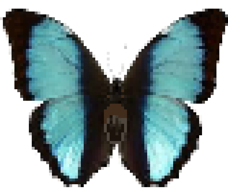 butterfly