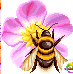 [f15231] nature_bee_flower_1