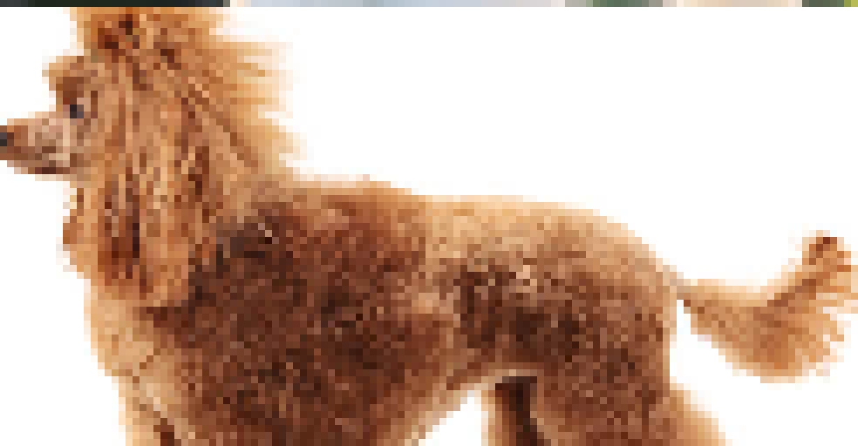[56228f] hondje