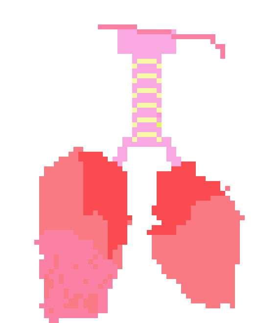 [34e7cb] lung