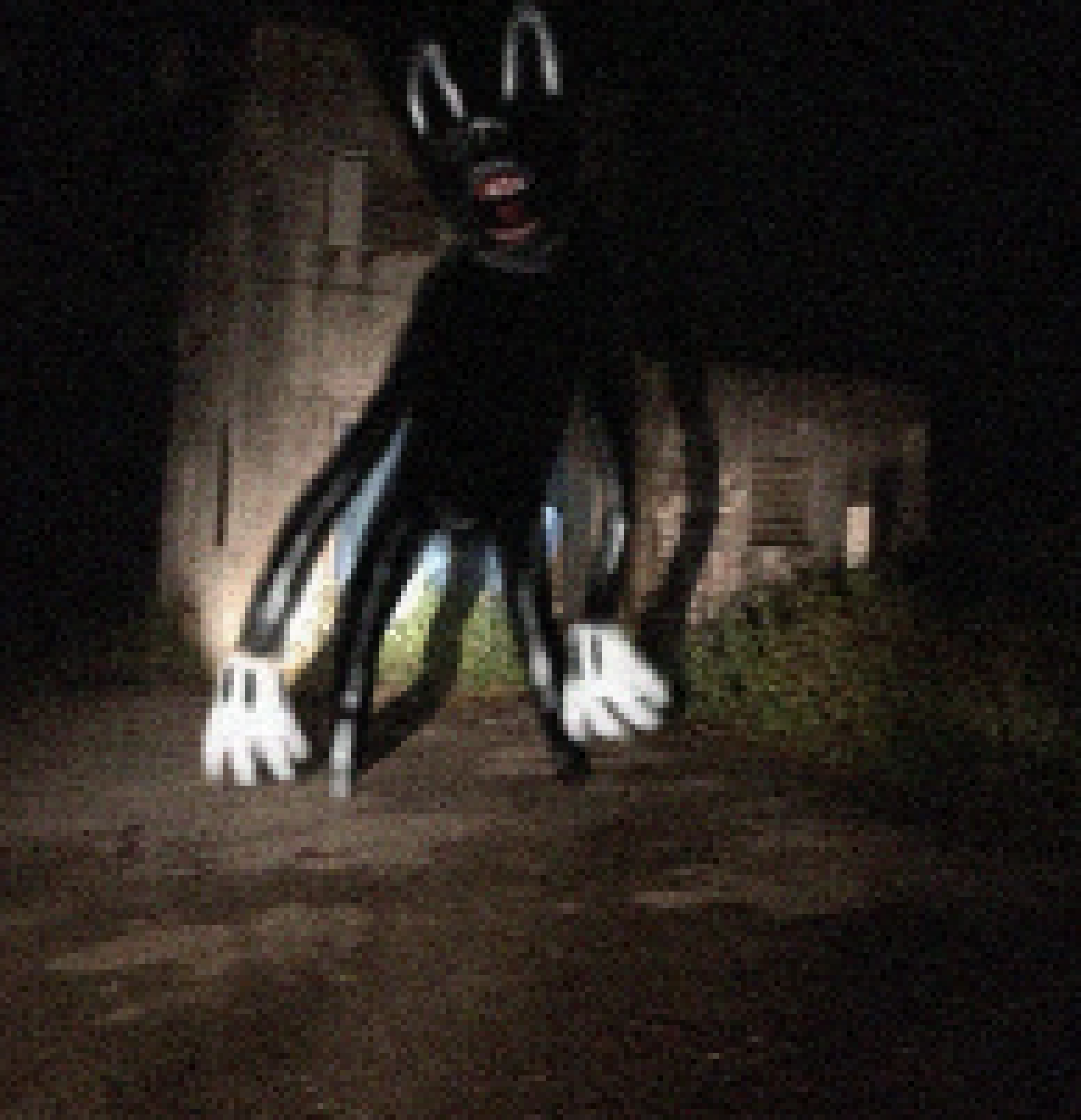 [d959ff] OH GOD HELP ITS CARTOON CAT!!