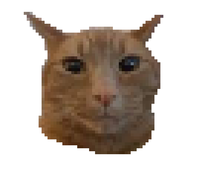 [854455] cat