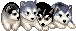 [dfdafc] Dog_19