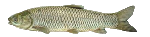 [089e3c] thefish