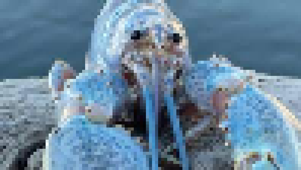 [9b75d1] Blue Lobster